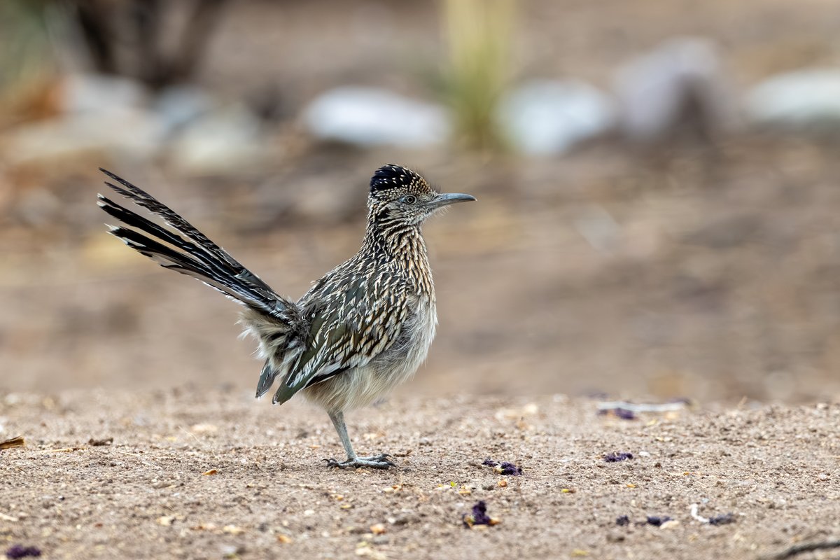 Greater Roadrunner