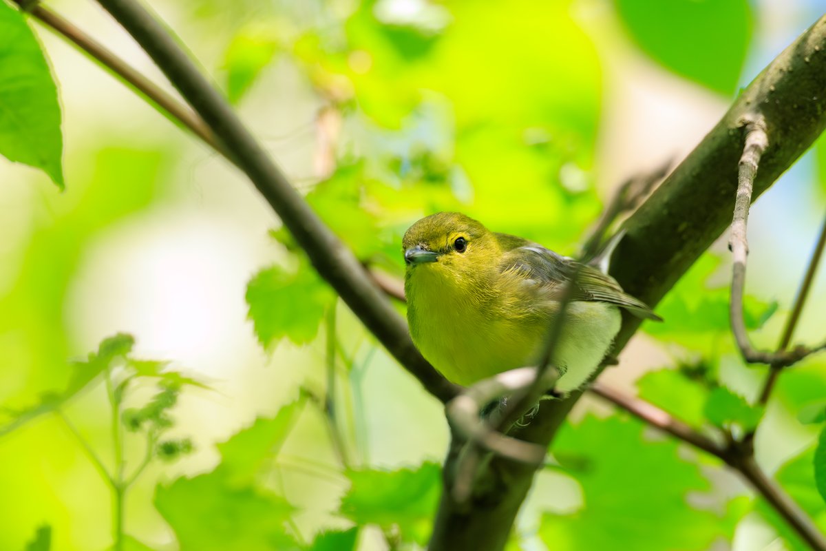 Tennessee Warbler