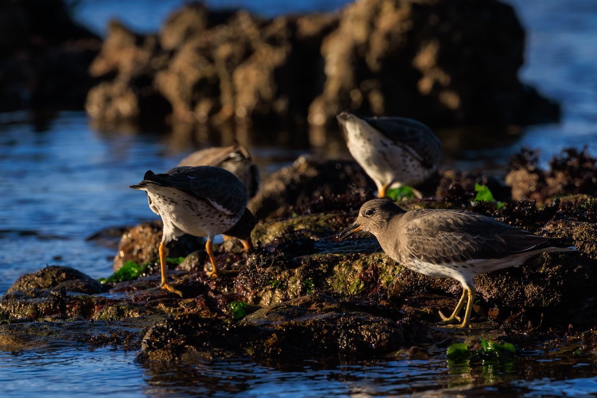 Surfbird
