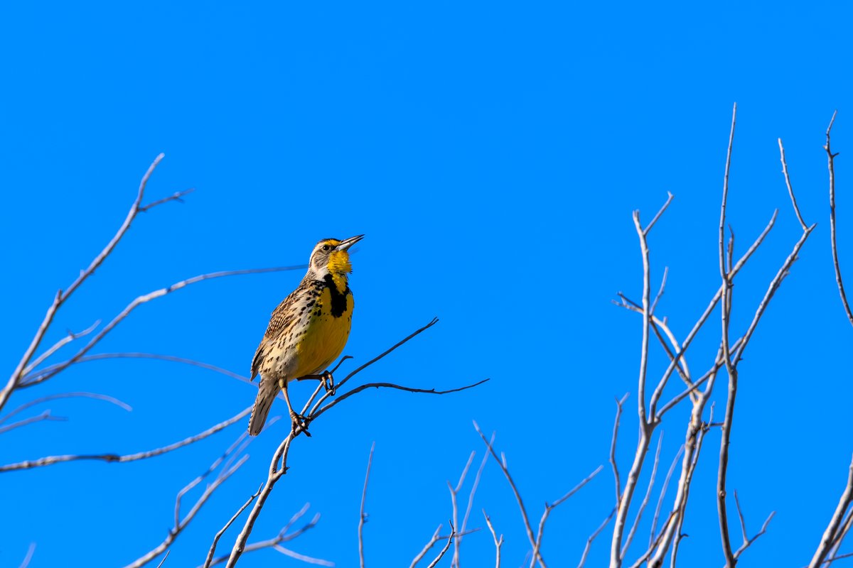 Eastern Meadowlark