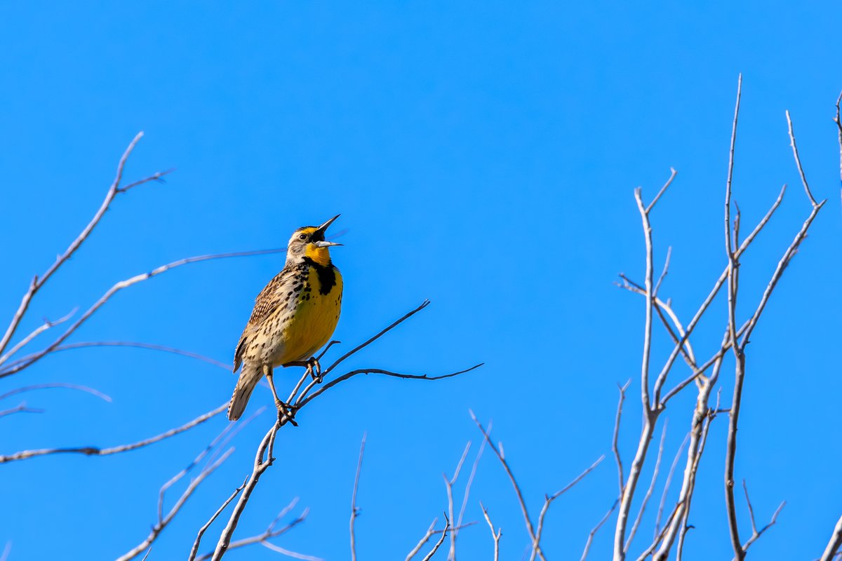 Eastern Meadowlark