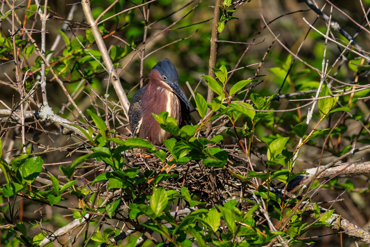 Green Heron