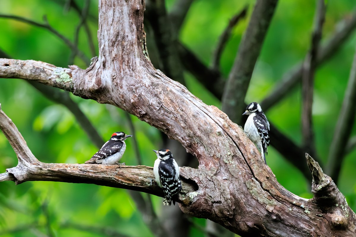 Downy Woodpecker