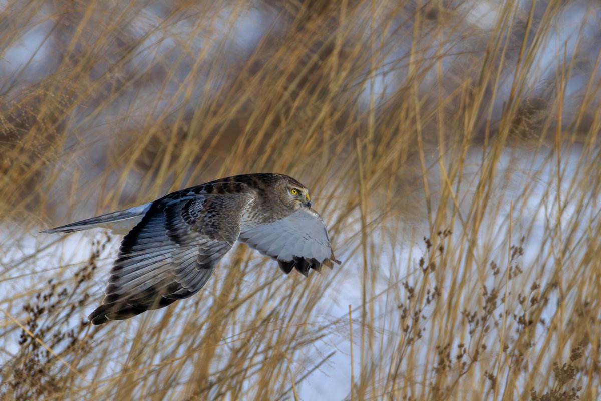 Northern Harrier