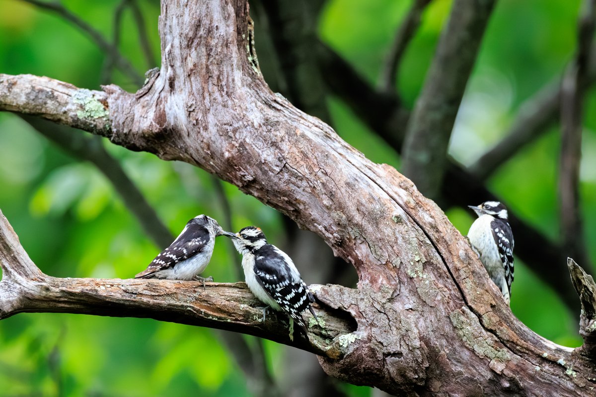 Downy Woodpecker