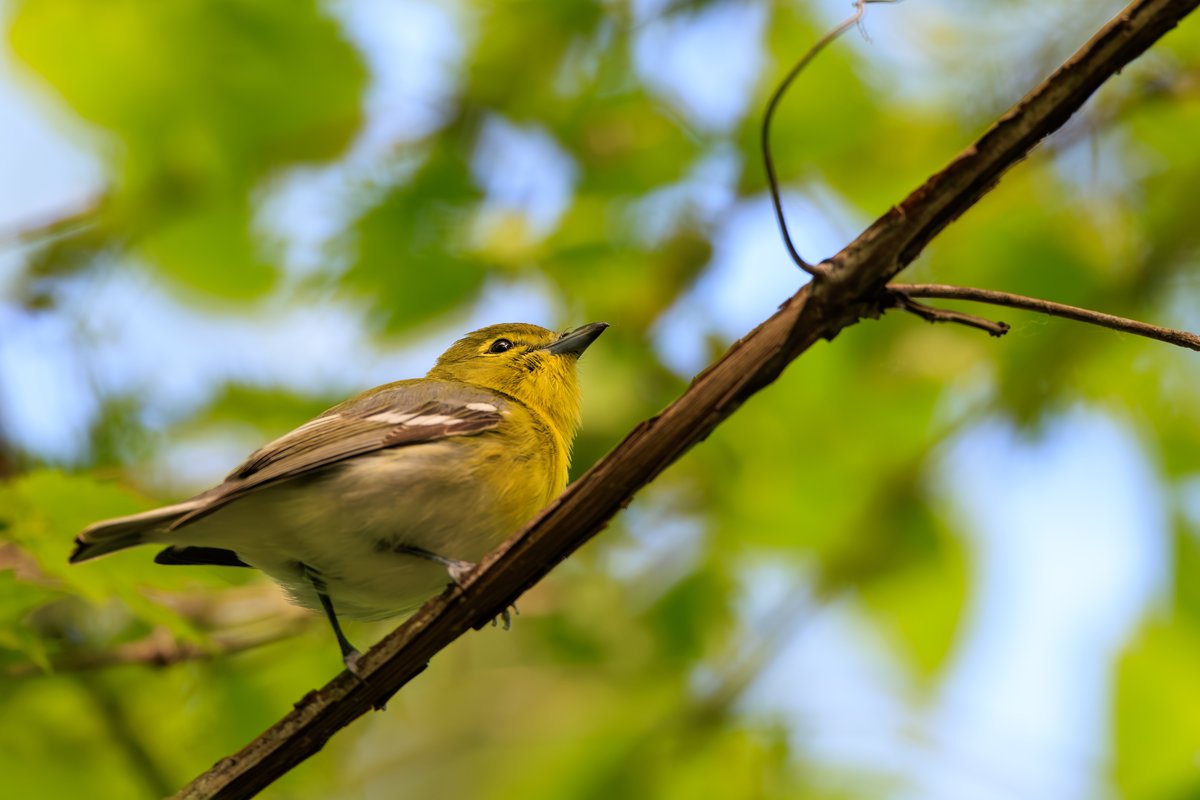 Philadelphia Vireo