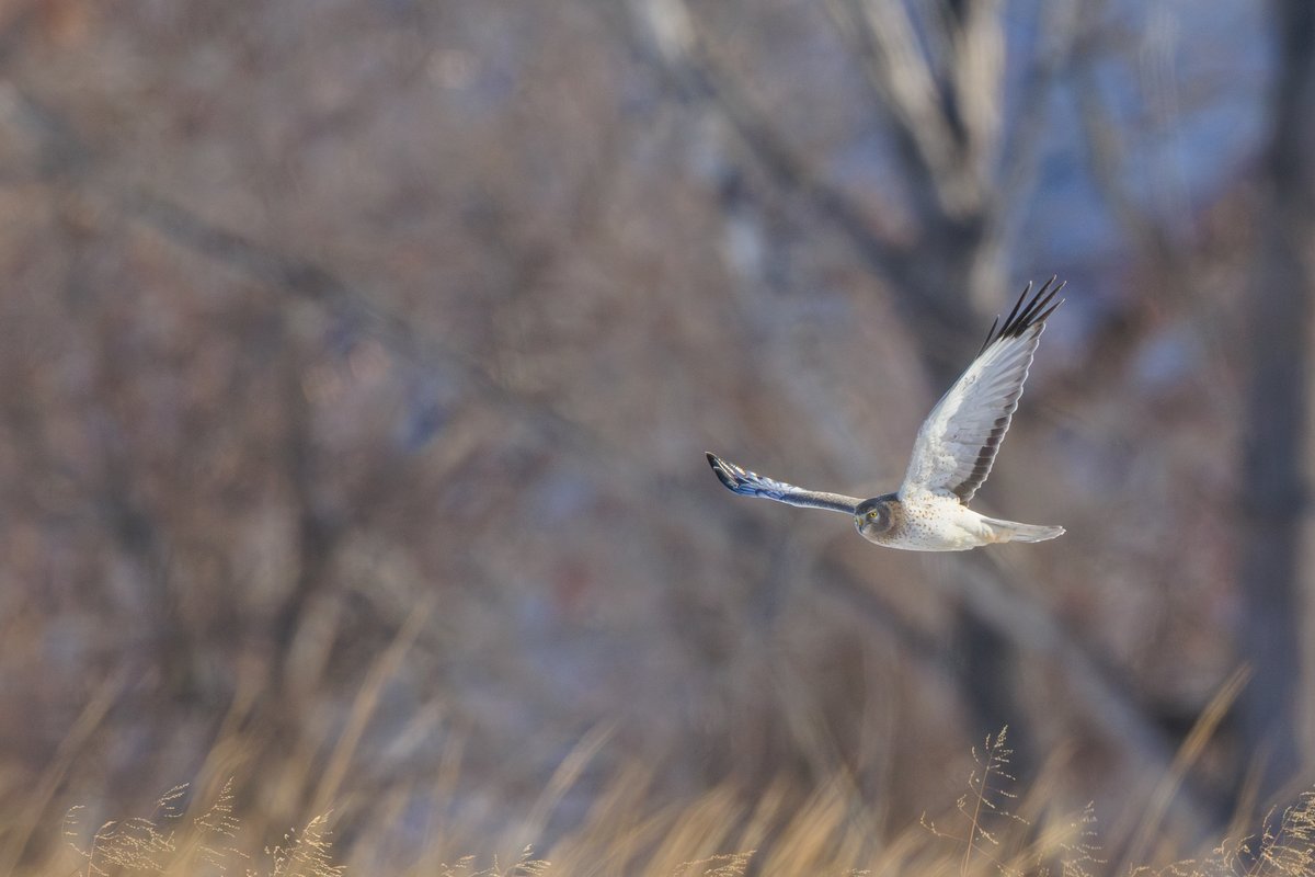 Northern Harrier