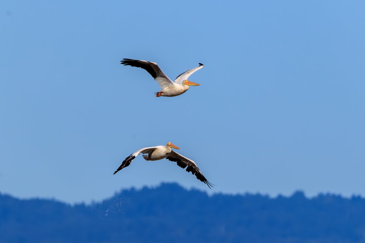 American White Pelican