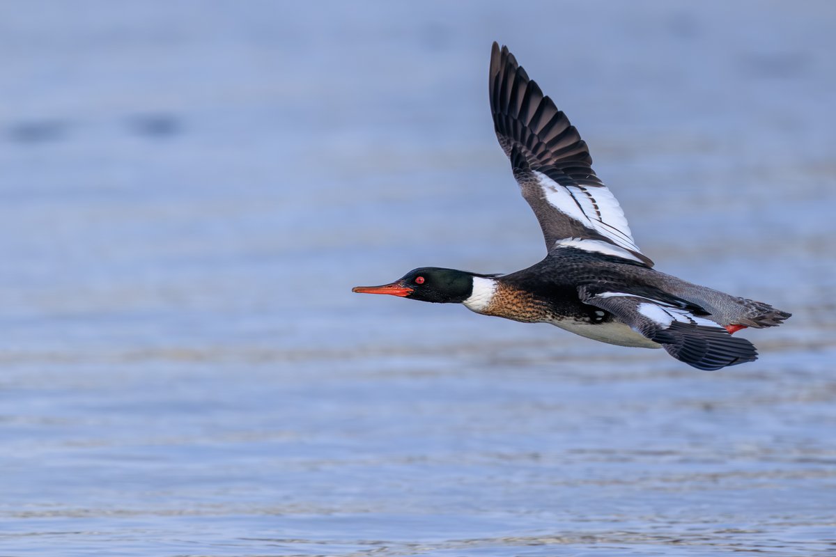 Red-breasted Merganser