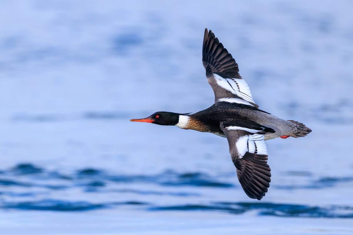 Red-breasted Merganser