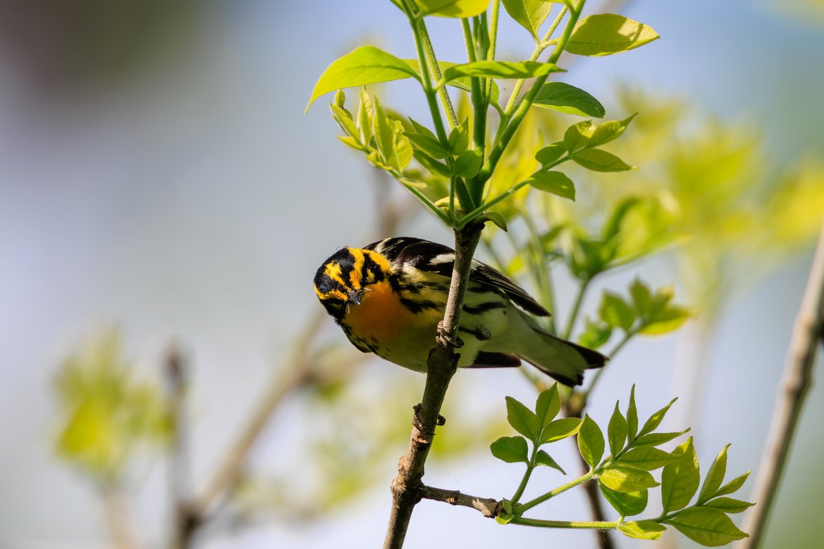Blackburnian Warbler