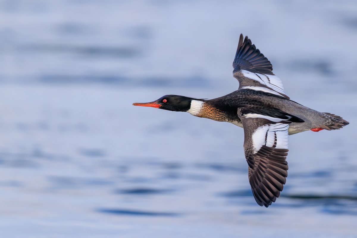 Red-breasted Merganser