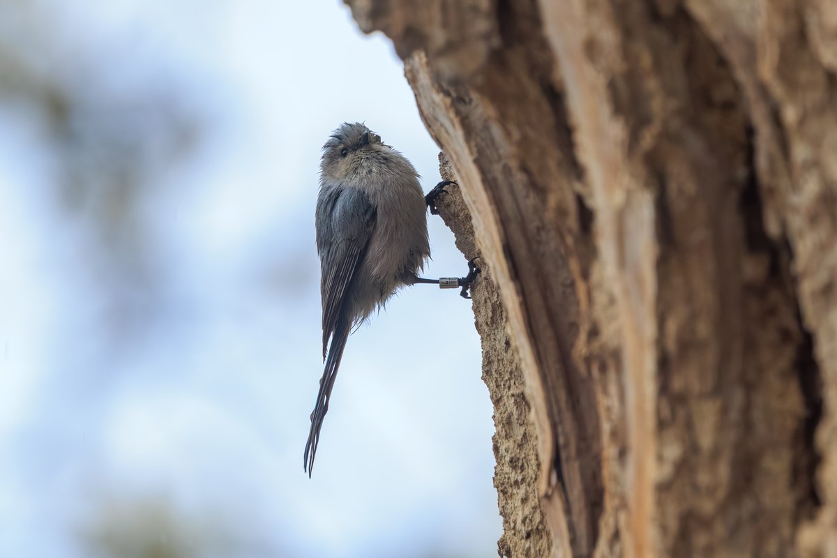 Bushtit