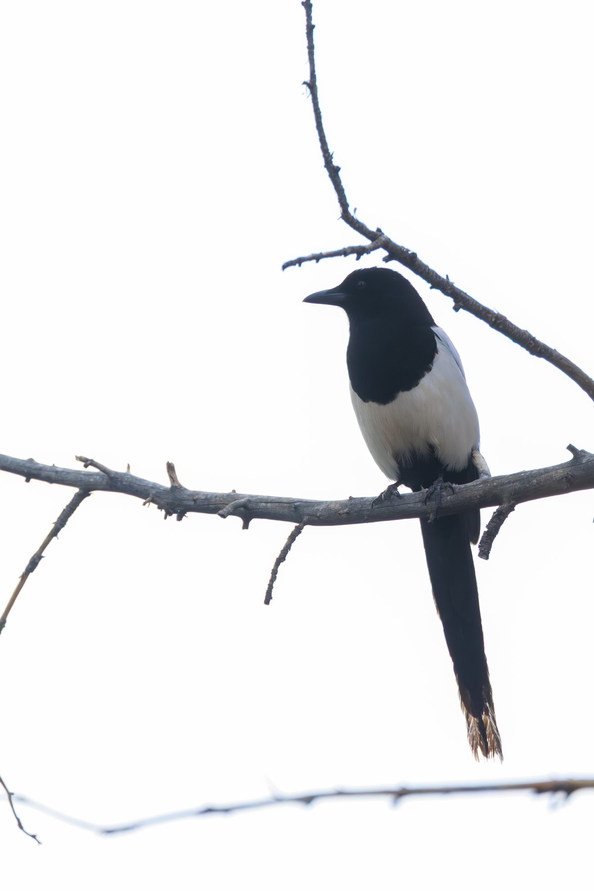 Black-billed Magpie