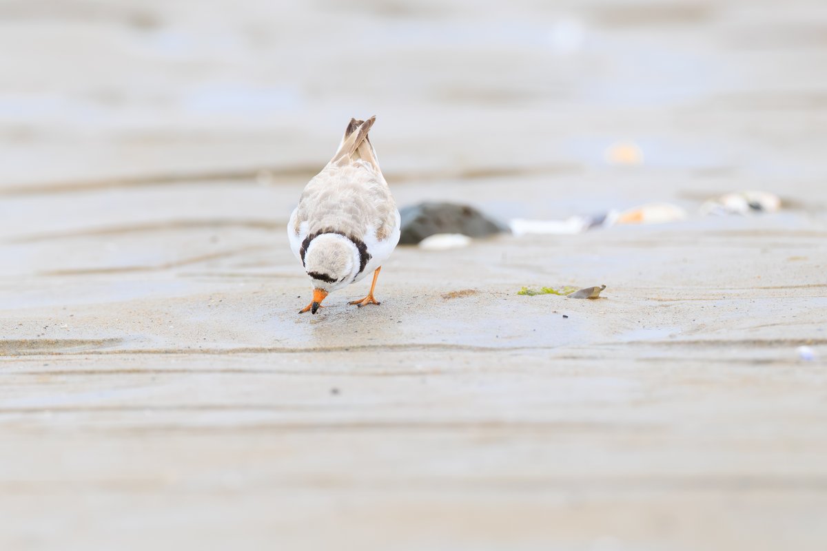 Piping Plover
