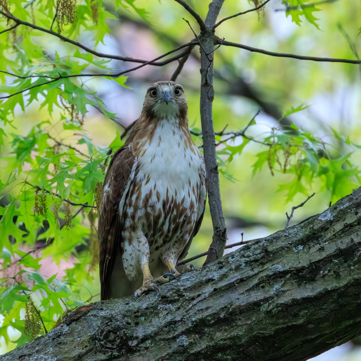 Red-tailed Hawk