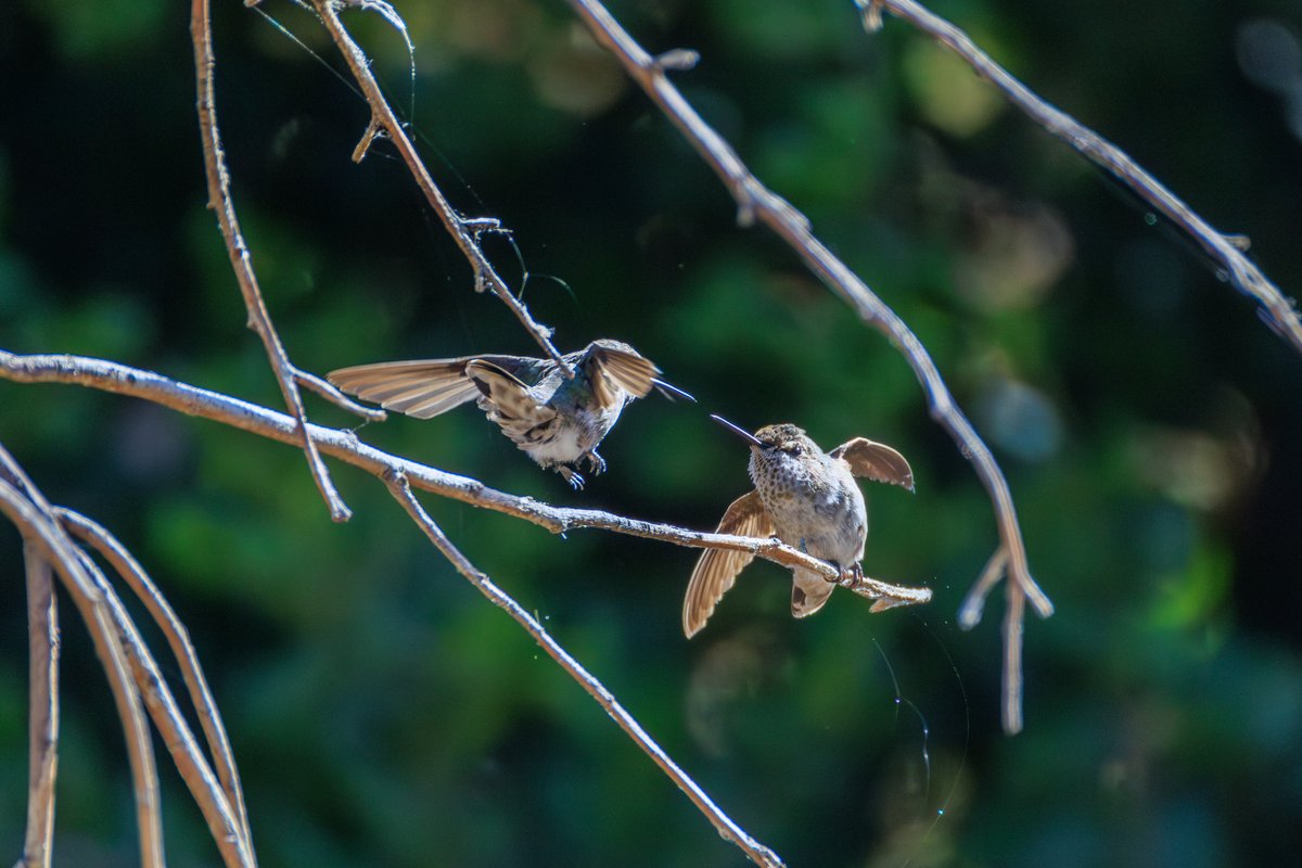 Anna's Hummingbird