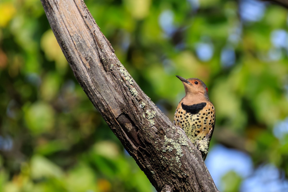 Northern Flicker