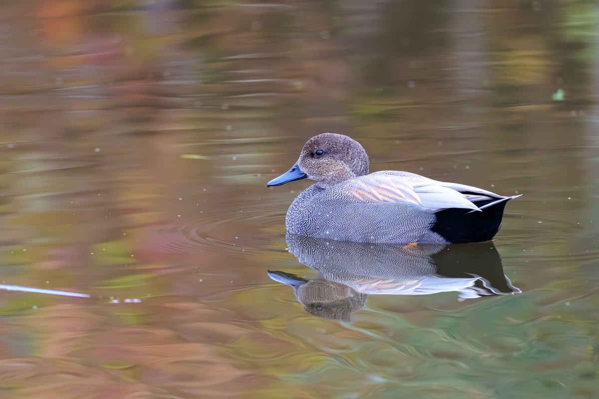 Gadwall