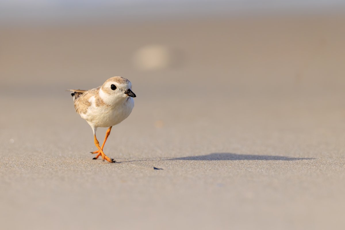 Piping Plover