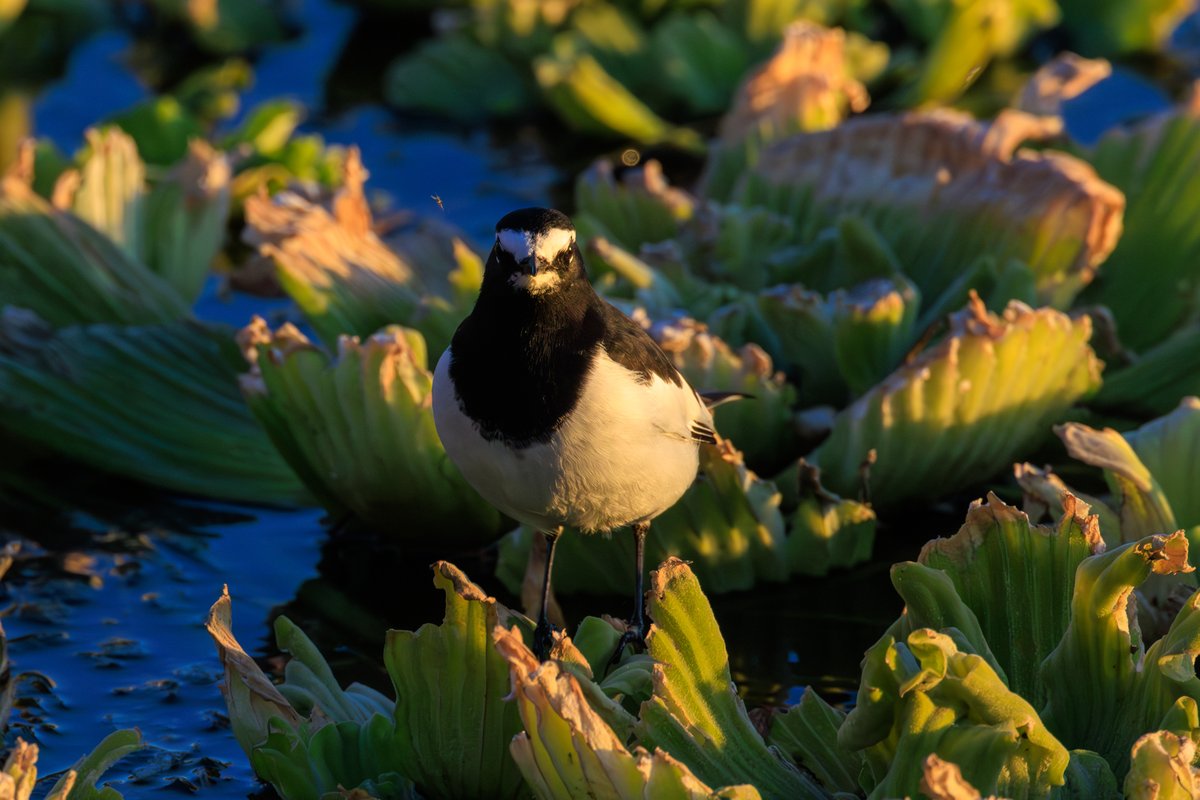 White Wagtail