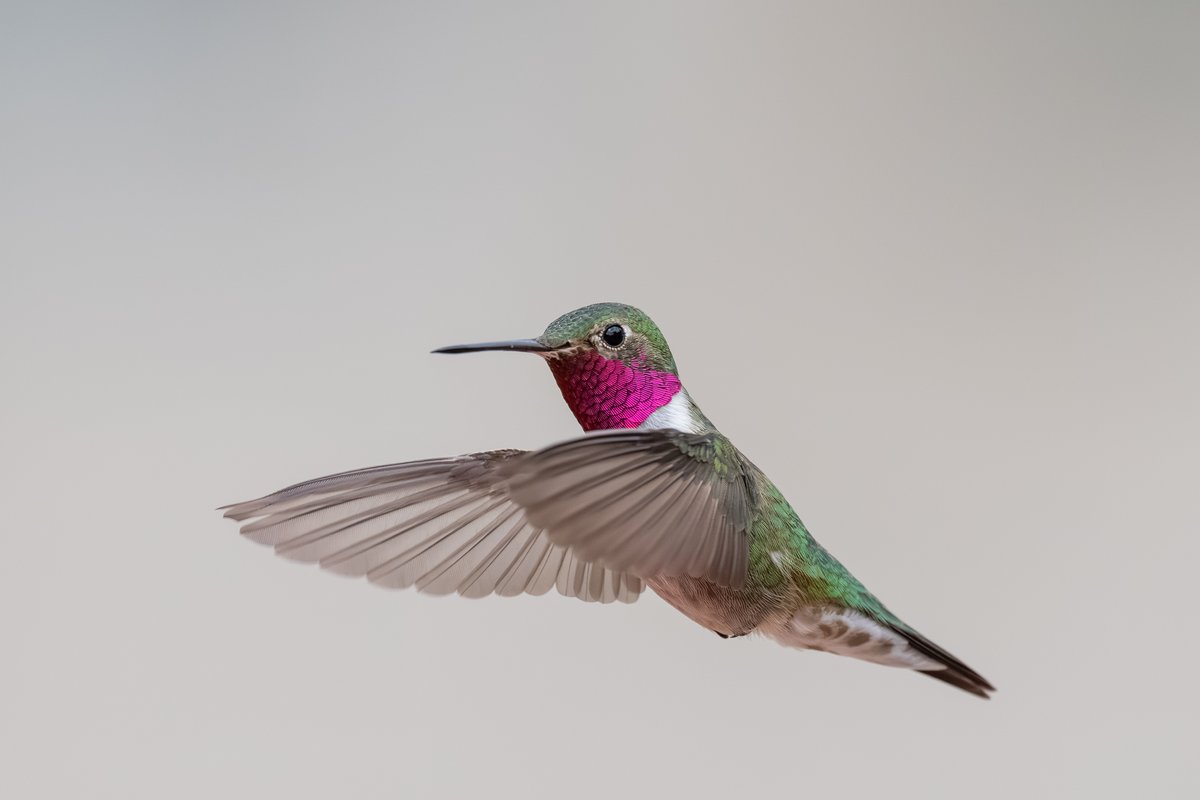 Broad-tailed Hummingbird