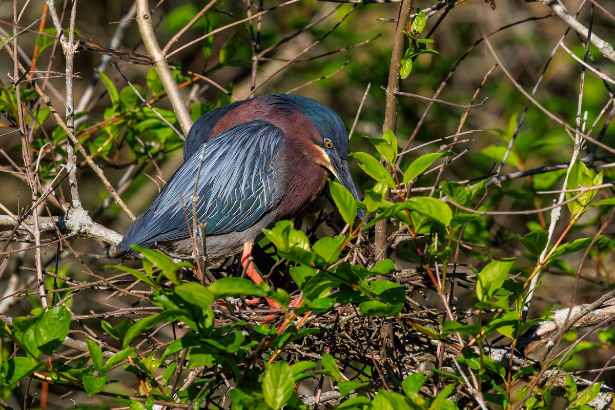 Green Heron