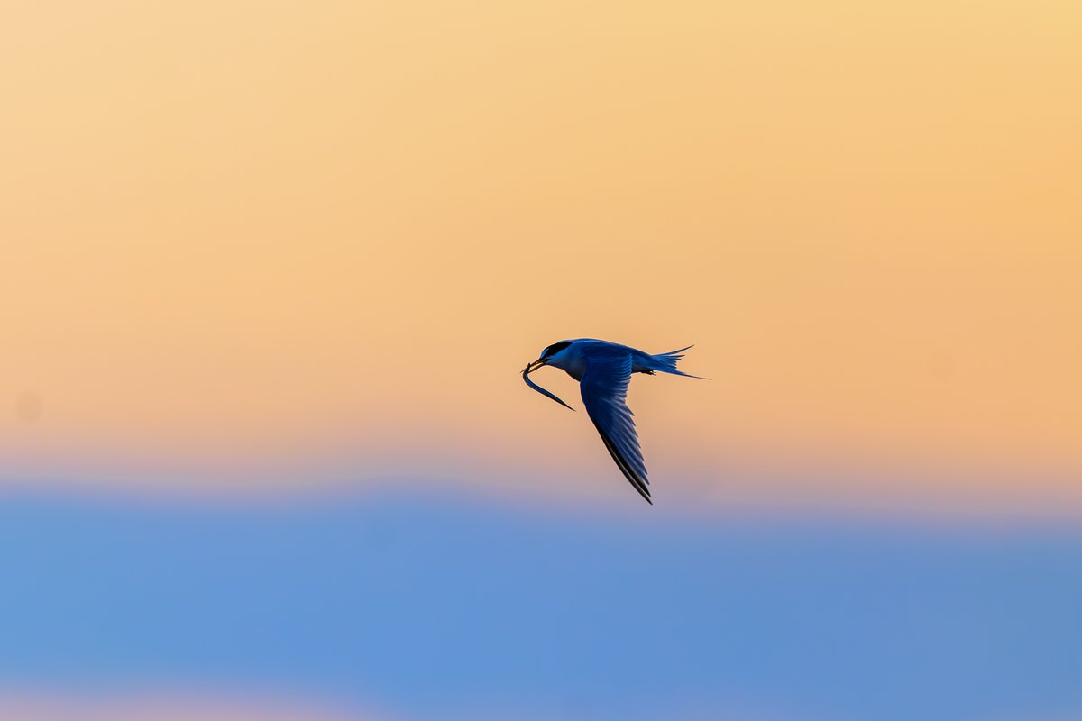 Common Tern
