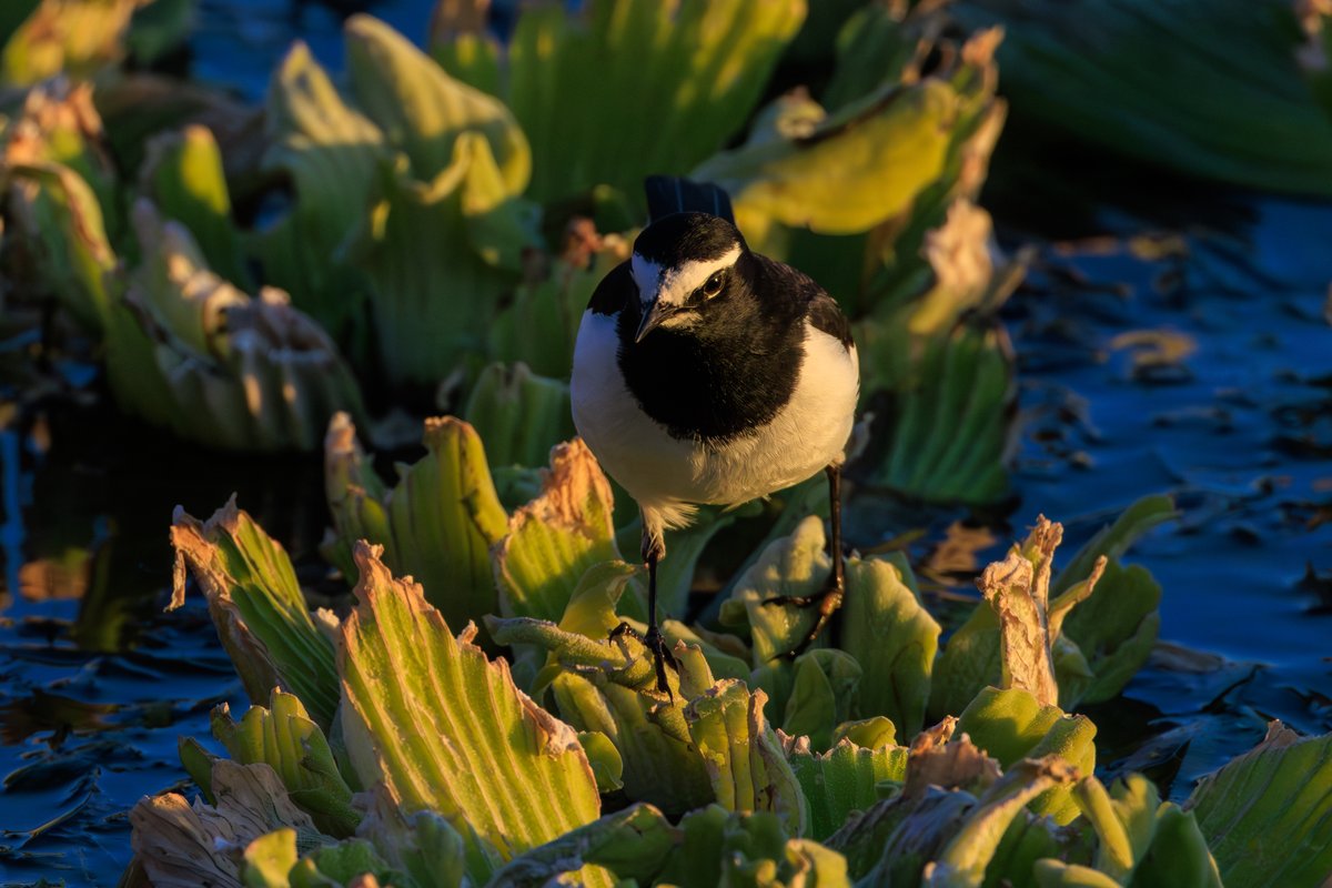 White Wagtail