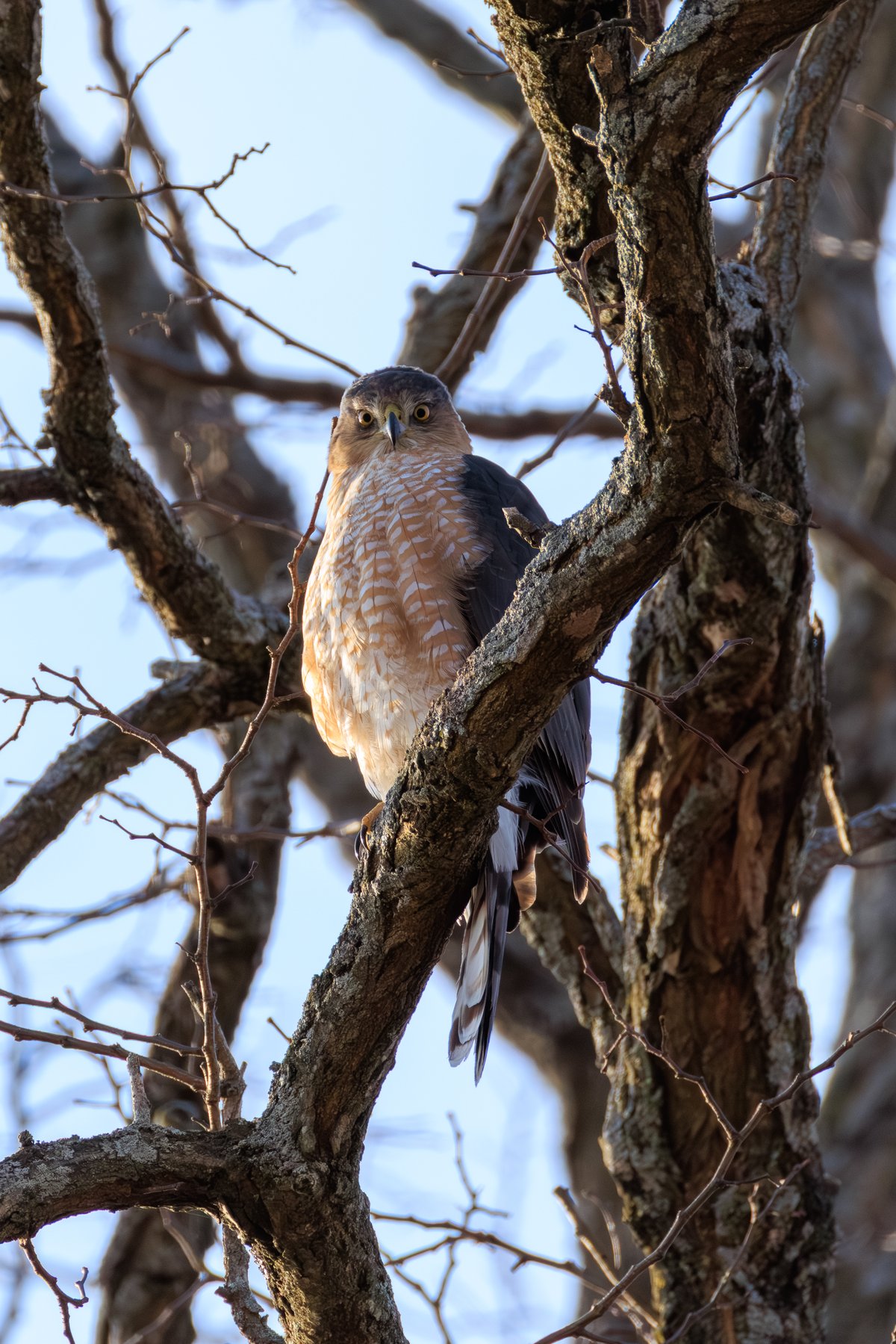 Cooper's Hawk