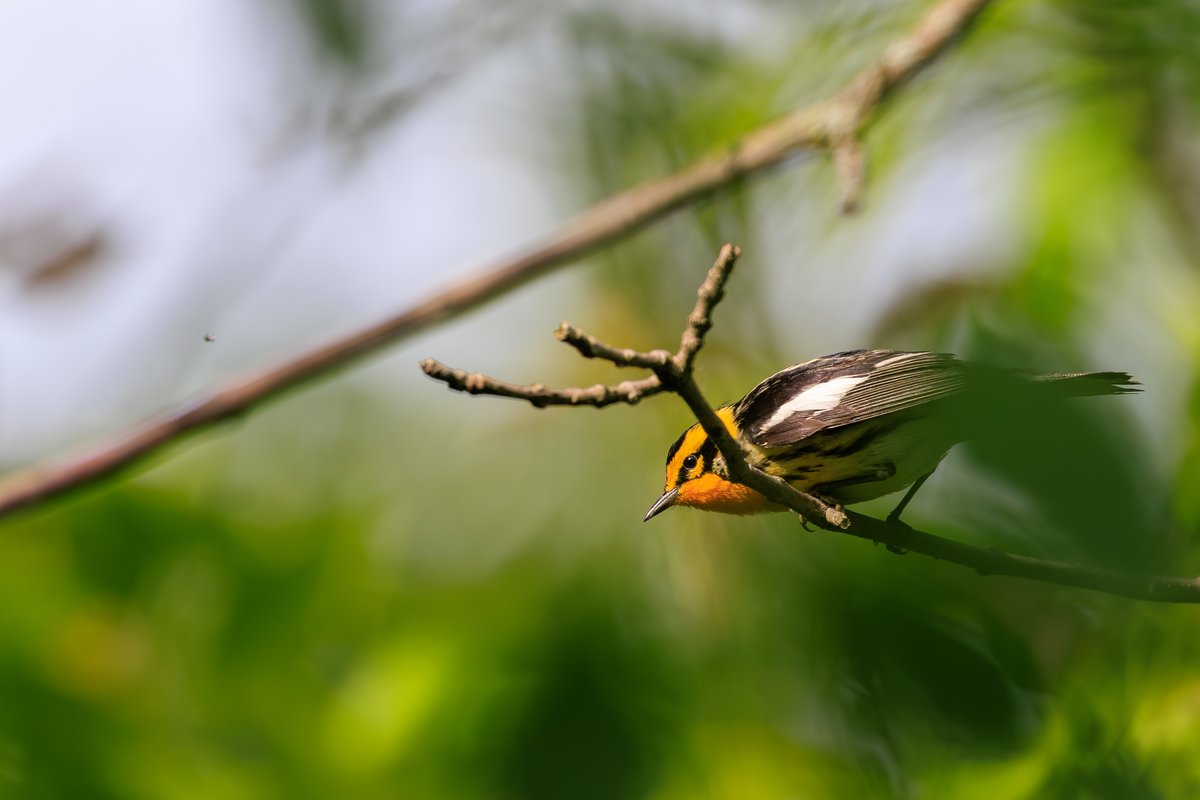 Blackburnian Warbler