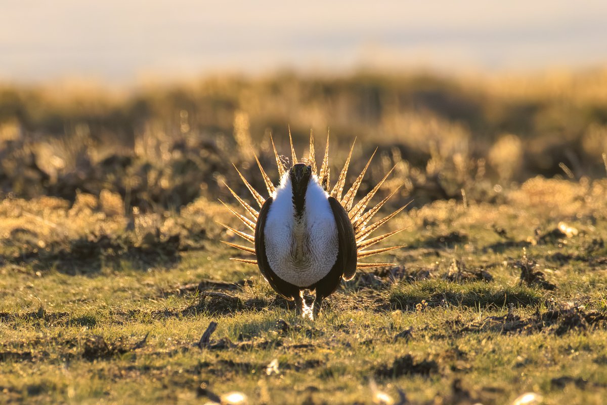 Greater Sage-Grouse
