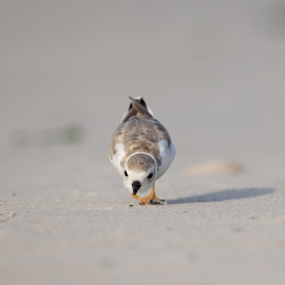 Piping Plover