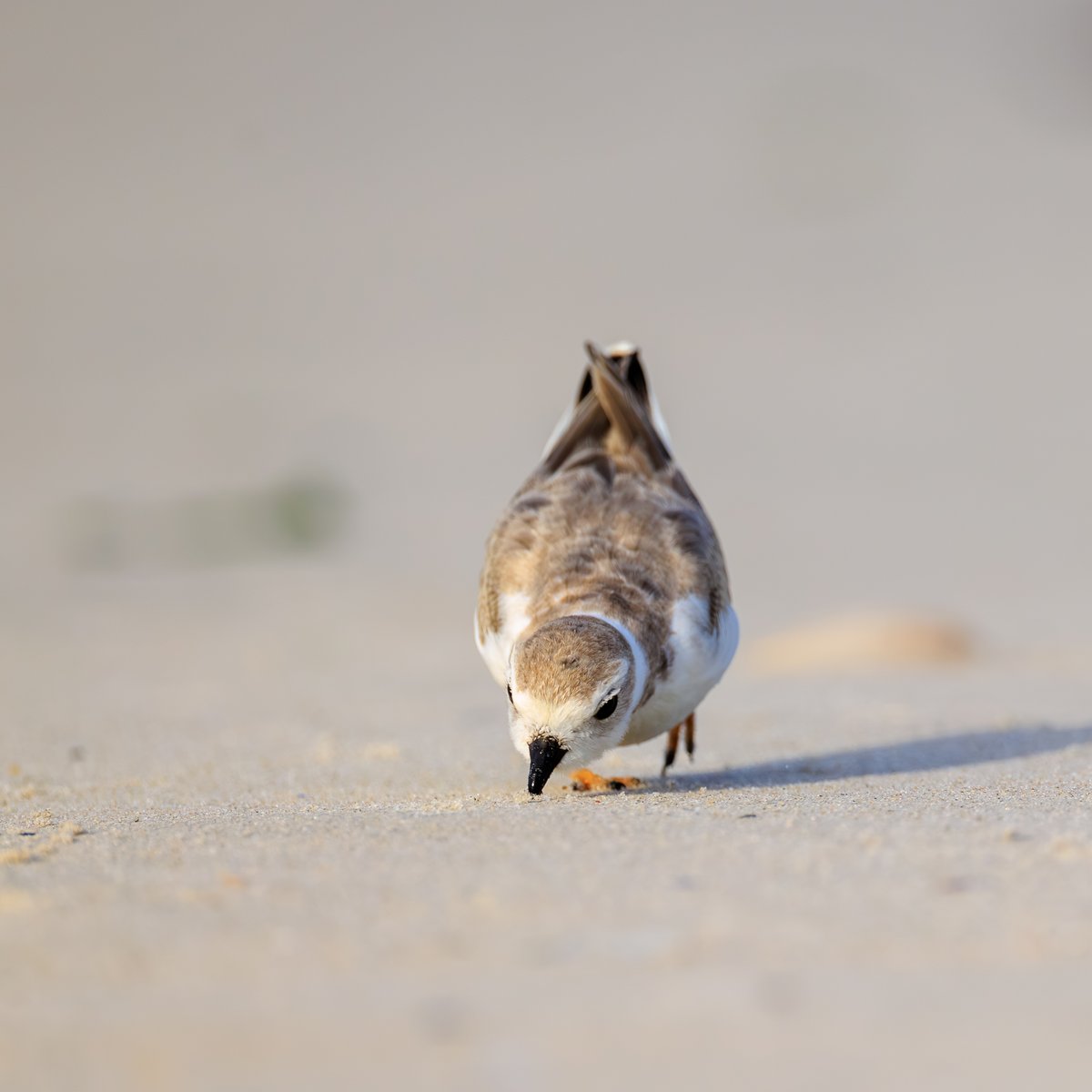 Piping Plover