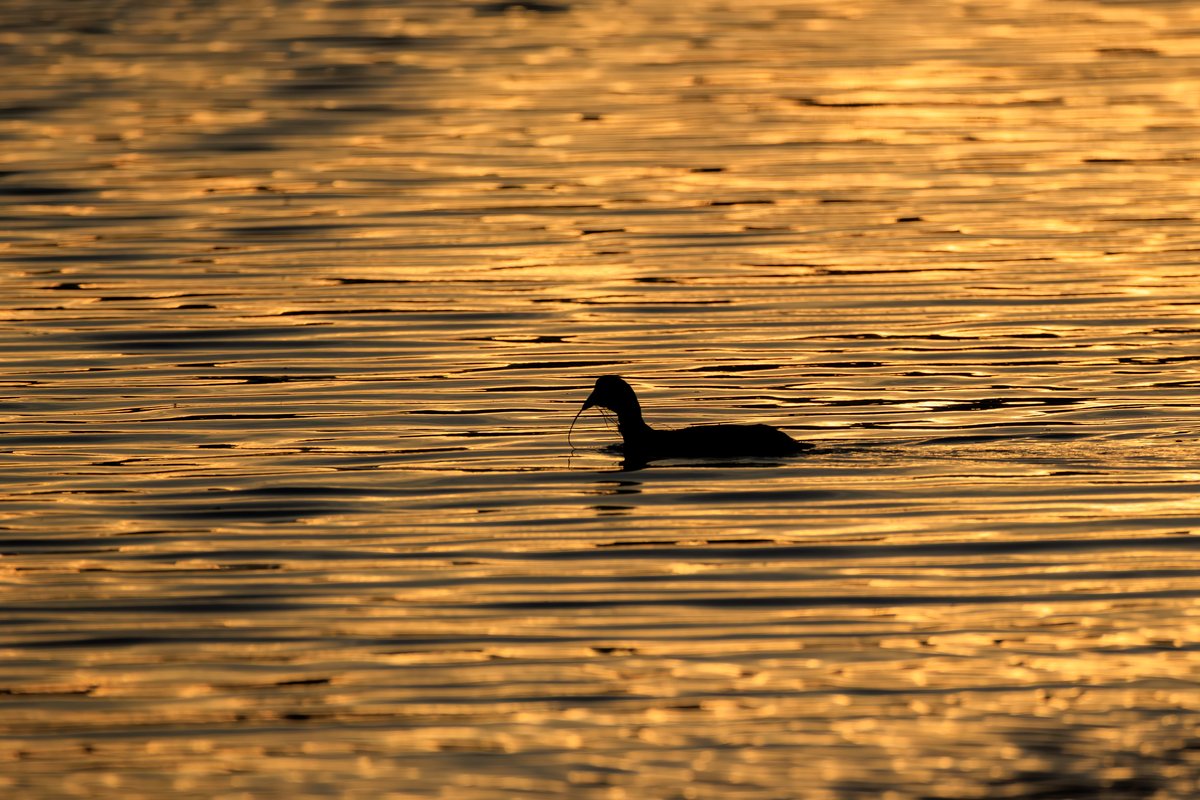 American Coot