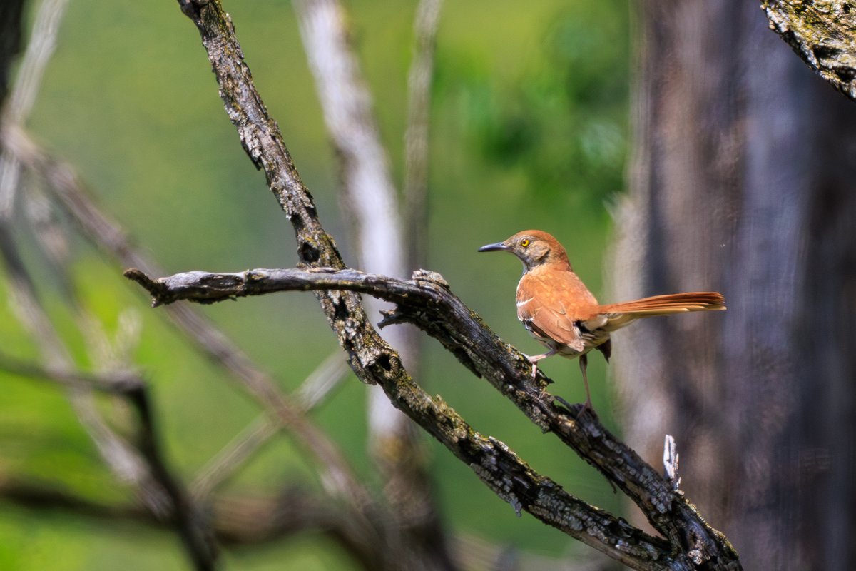 Brown Thrasher