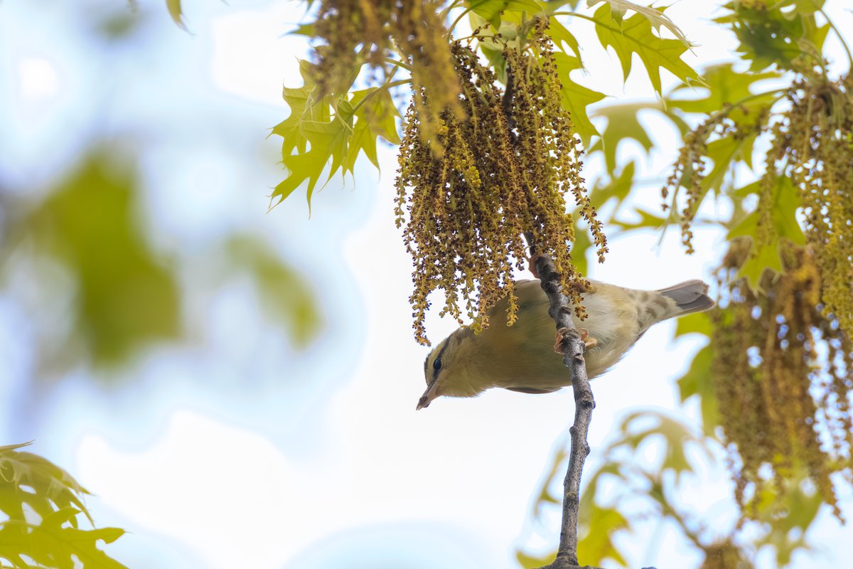 Worm-eating Warbler