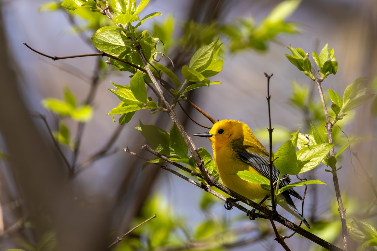 Prothonotary Warbler
