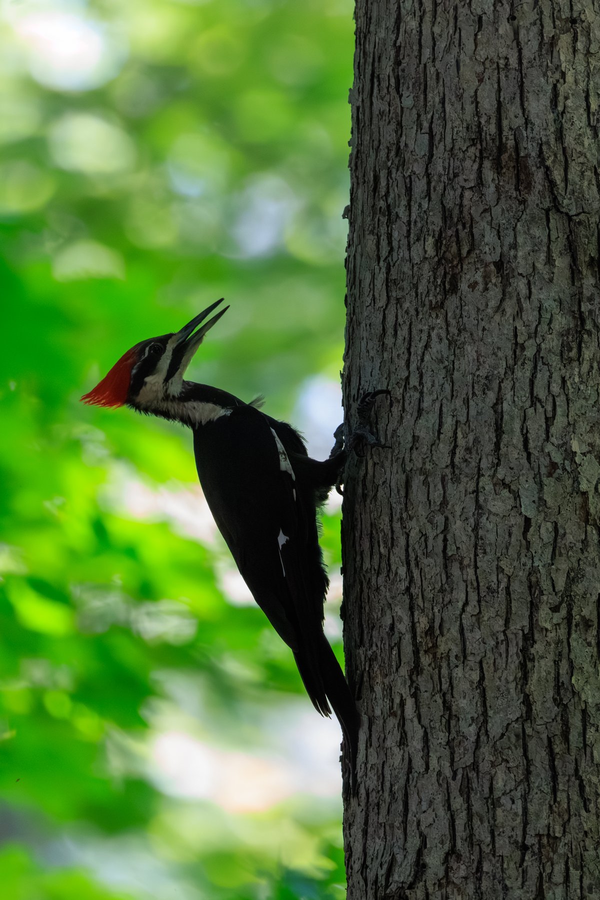 Pileated Woodpecker