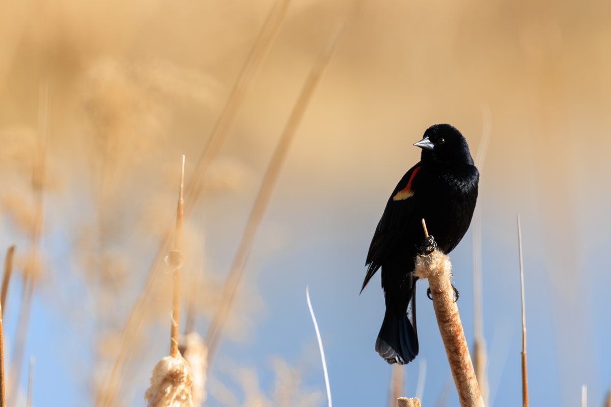 Red-winged Blackbird