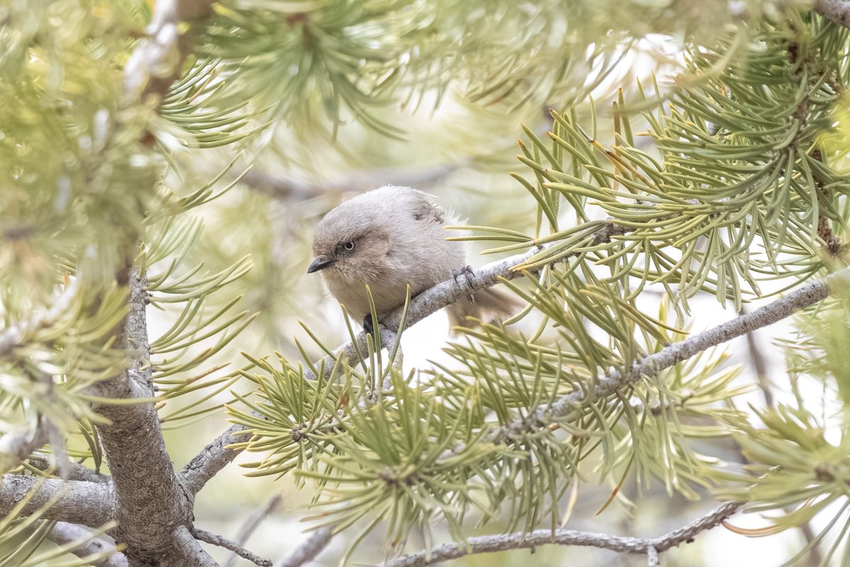 Bushtit