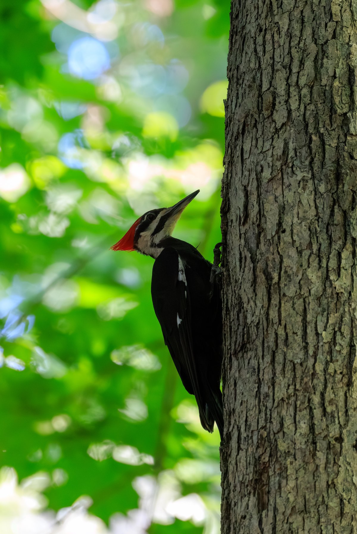 Pileated Woodpecker