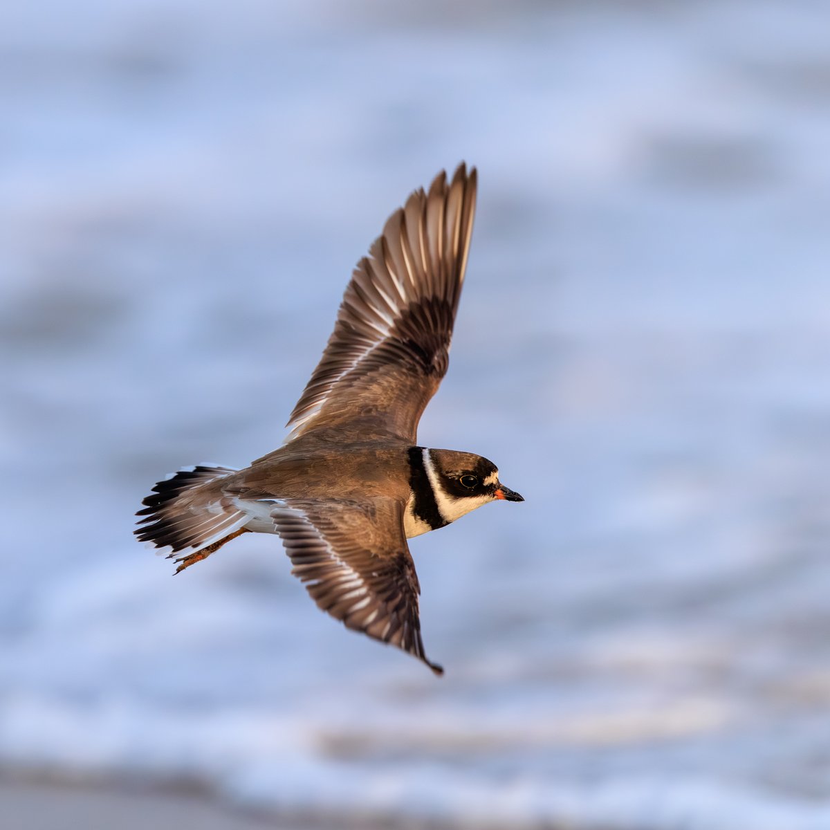 Semipalmated Plover