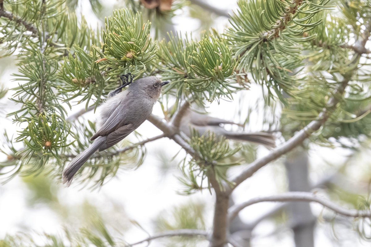 Bushtit