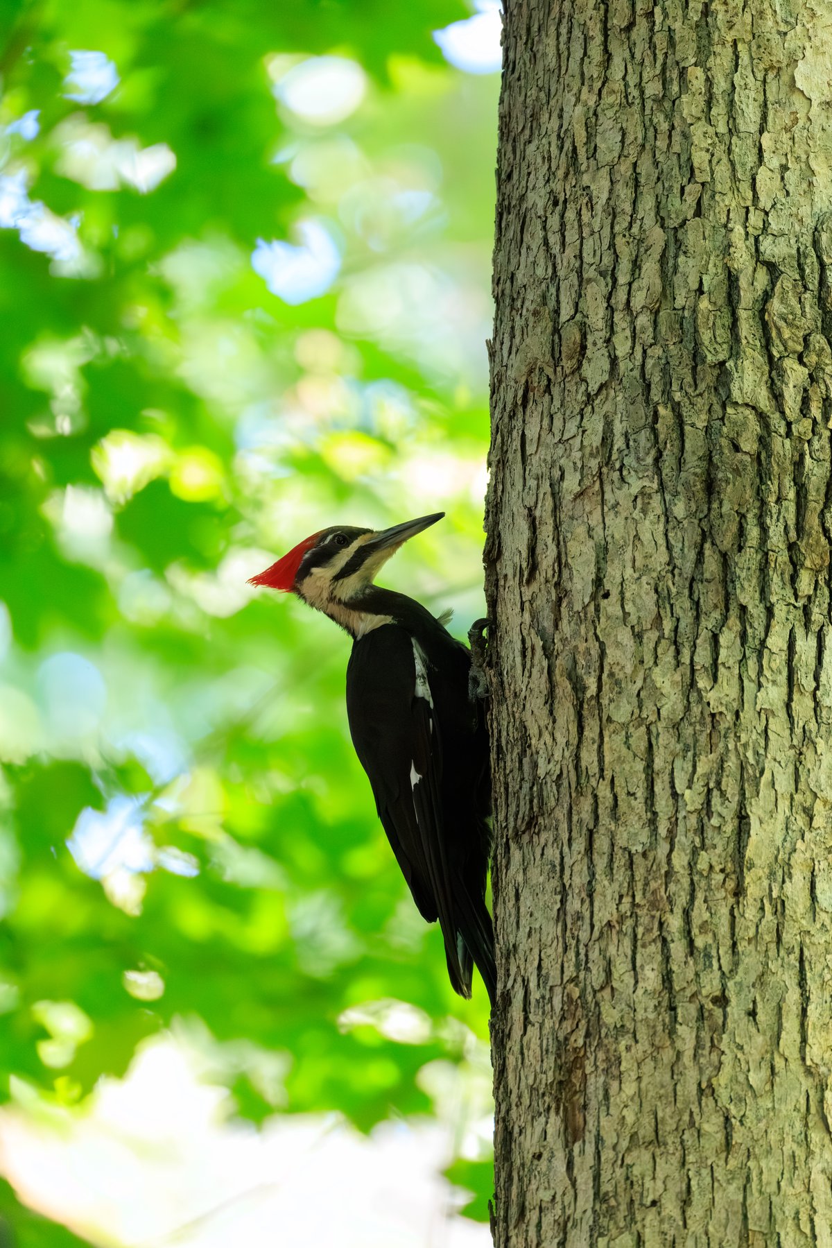 Pileated Woodpecker