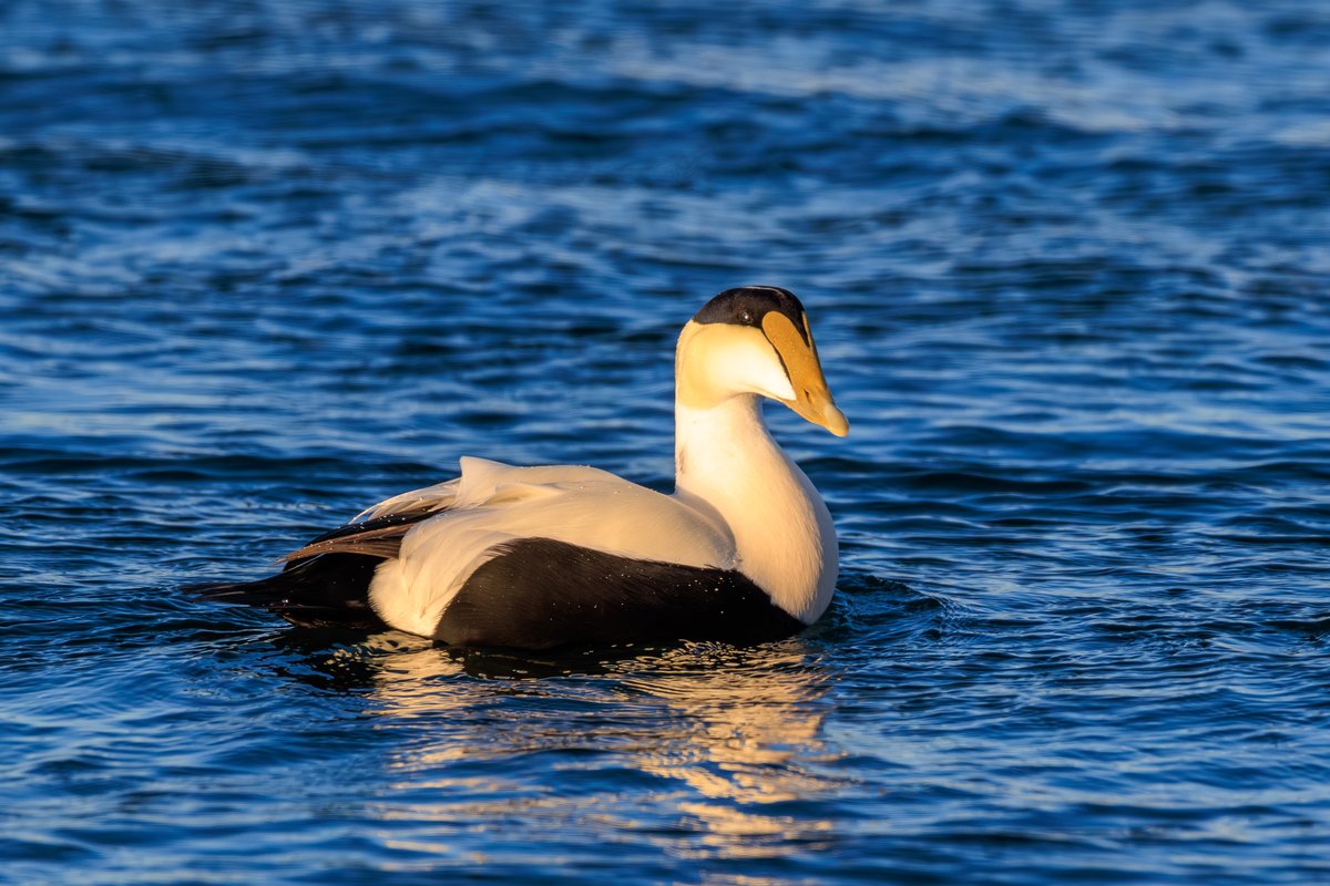 Common Eider