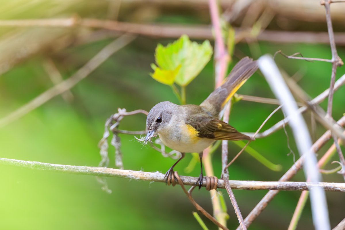 American Redstart