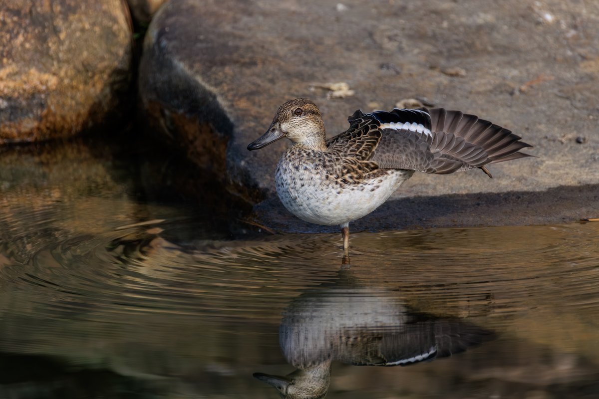 Falcated Duck