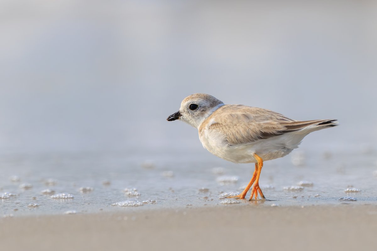 Piping Plover