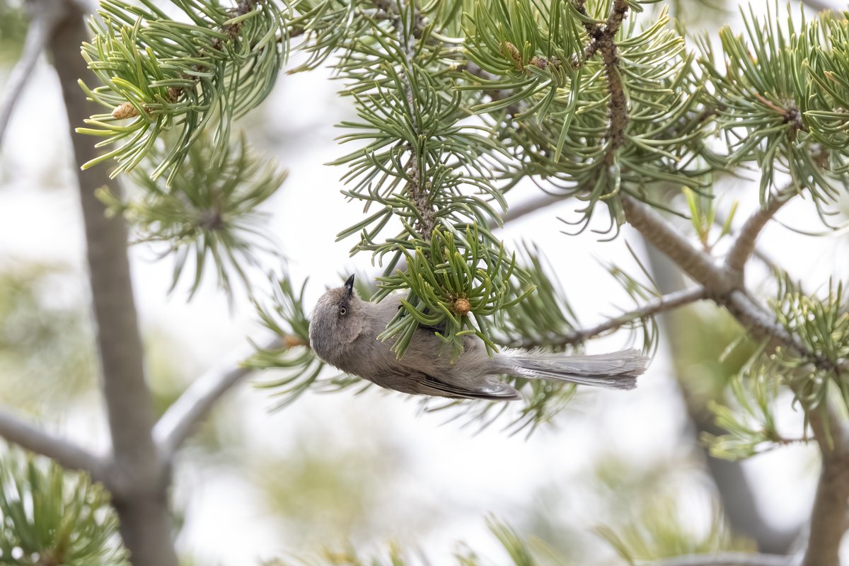 Bushtit
